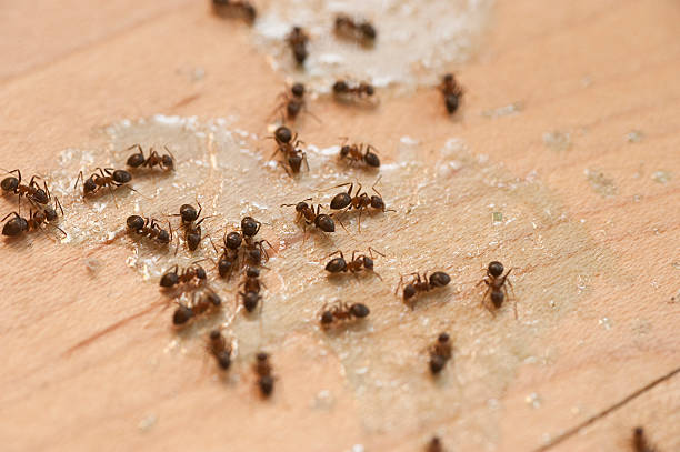 Best Best Pest Control Companies  in Watauga, TX