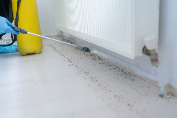 Reliable Watauga, TX Pest Control Solutions